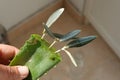 olive branches in aloe vera to reproduce them by cuttings. man holding olive tree branches