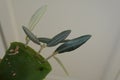 olive branches in aloe vera to reproduce them by cuttings. man holding olive tree branches Royalty Free Stock Photo