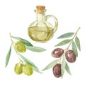 Olive branches and a bottle of olive oil drawing by watercolor.