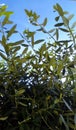 Olive branches in the background of the sky.