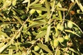 Olive branches full of olives in a plantation