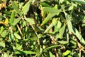 Olive branches full of olives in a plantation