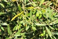 Olive branches full of olives in a plantation