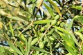 Olive branches full of olives in a plantation