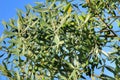 Olive branches full of olives in a plantation