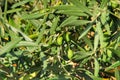 Olive branches full of olives in a plantation