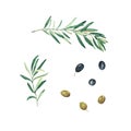 Olive branches, green and black olives set isolated on white background. Watercolor illustration. Royalty Free Stock Photo