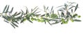 Olive branches hanging down from above. Green olives with leaves. Copy space.