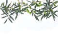 Olive branches hanging down from above. Green olives with leaves. Copy space.