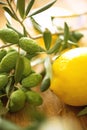 Olive branches with lemon Royalty Free Stock Photo