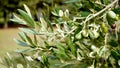 Olive branches Olea europaea seen in detail with blurred background