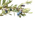 Olive branches with olives and leaves isolated on white background Royalty Free Stock Photo