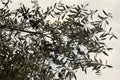 Olive branches with ripe harvest