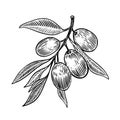 Olive brunch in engraving style
