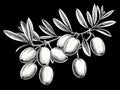 Olive brunch in engraving style element in hand-drawn style