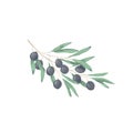 Olive digital clip art watercolor drawing flowers illustration similar on white background