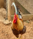 An olive egger rooster strutting in the barnyard.