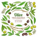 Olive elements vector set