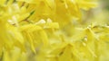 Olive family genus forsythia. Branches of a large bush of yellow flowers of forsythia plant known as easter tree. Close