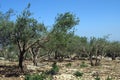 Olive field Royalty Free Stock Photo