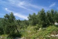 Olive field in Spring season Royalty Free Stock Photo