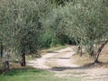 olive fields in Chianti Royalty Free Stock Photo