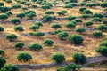 Olive fields on Crete Island in Greece,