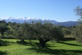 Olive fields. Snow mountain in Stylos, Kalyves, Crete island, Greece Royalty Free Stock Photo