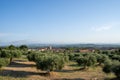 Olive fields with a village with a church in the background