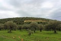 olive fields