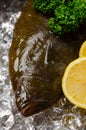 Olive flounder Royalty Free Stock Photo