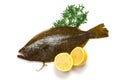 Olive flounder
