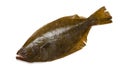 Olive flounder Royalty Free Stock Photo