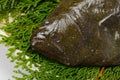 Olive flounder Royalty Free Stock Photo