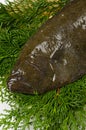 Olive flounder Royalty Free Stock Photo