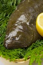 Olive flounder Royalty Free Stock Photo