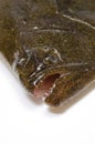 Olive flounder Royalty Free Stock Photo