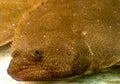 Olive flounder flatfish with both eyes on the same side Royalty Free Stock Photo