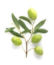 Olive fruit and olive leaves on a white background Royalty Free Stock Photo
