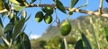 Olive fruit Ã®n the three with dayligt & sun. Royalty Free Stock Photo