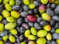 The olive fruit (Olea europaea)