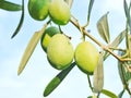 Olive fruit tree Royalty Free Stock Photo