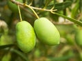 Olive fruit tree Royalty Free Stock Photo