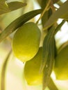 Olive fruit tree with olives Royalty Free Stock Photo