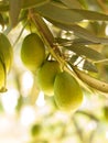 Olive fruit tree with olives. close up Royalty Free Stock Photo