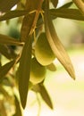 Olive fruit tree with olives. close up Royalty Free Stock Photo