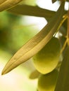 Olive fruit tree with olives. close up Royalty Free Stock Photo