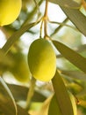 Olive fruit tree with olives. close up Royalty Free Stock Photo