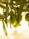 Olive fruit tree with olives. close up Royalty Free Stock Photo