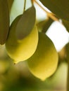 Olive fruit tree with olives. close up Royalty Free Stock Photo